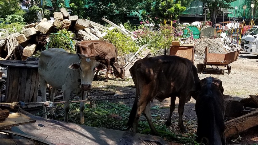 Cattle In Need of Some Real Grass