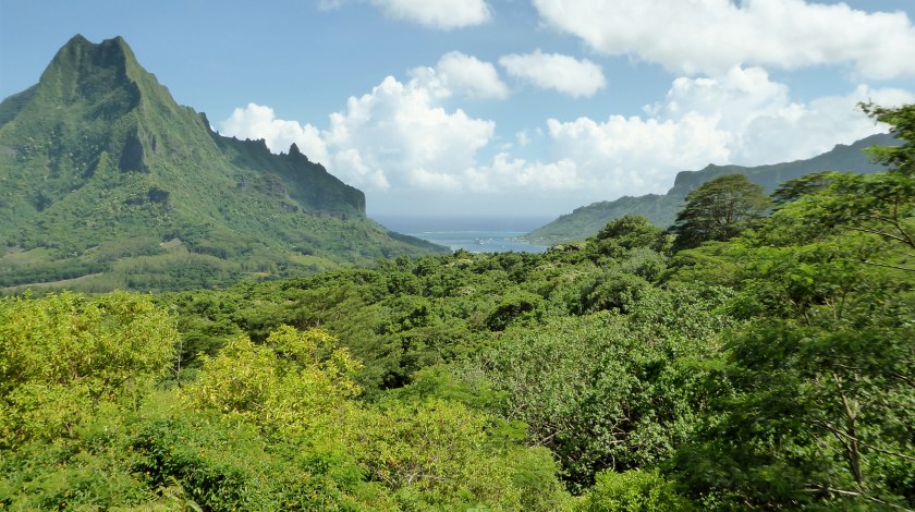 Cook's Bay from the Belvedere.