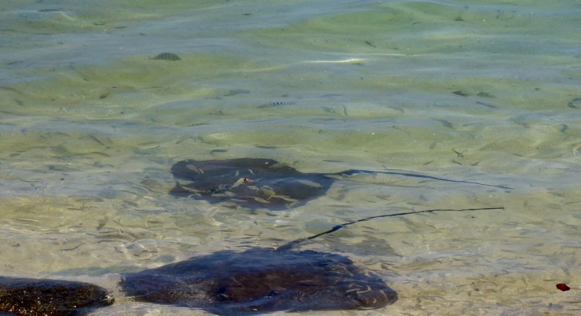 Stingrays looking for a handout.