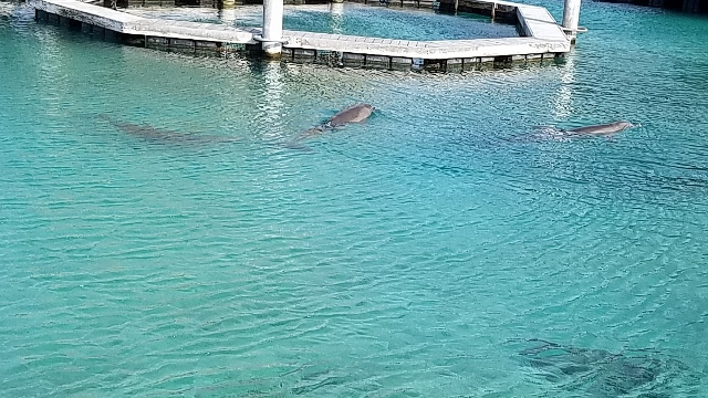 Dolphins in residence