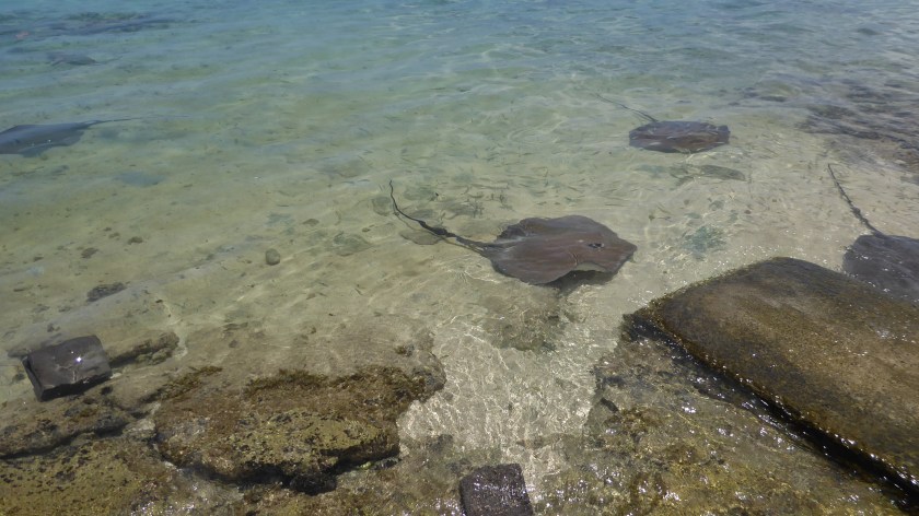 Sting Rays