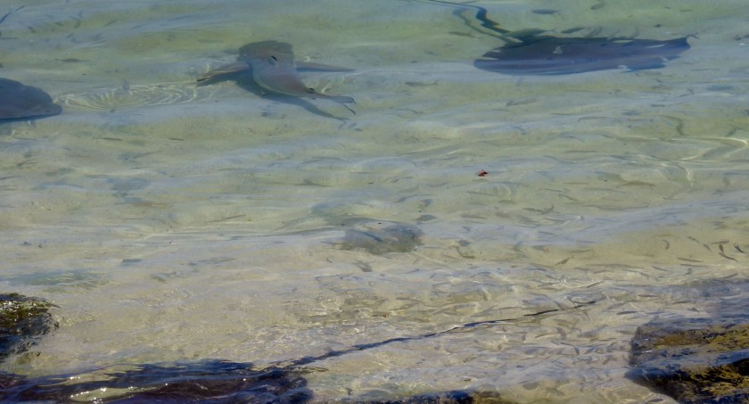 Even a shark is there.