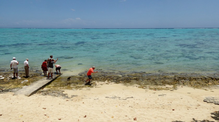 Carolita feeding raw fish to the manta rays.