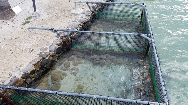 Turtle recovery wards