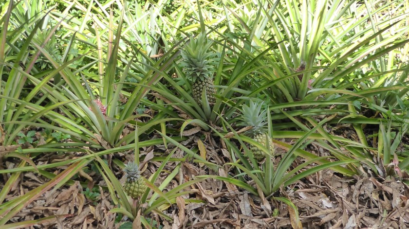 Pineapple on the bush