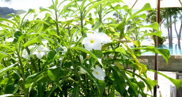 Plumeria is everywhere.