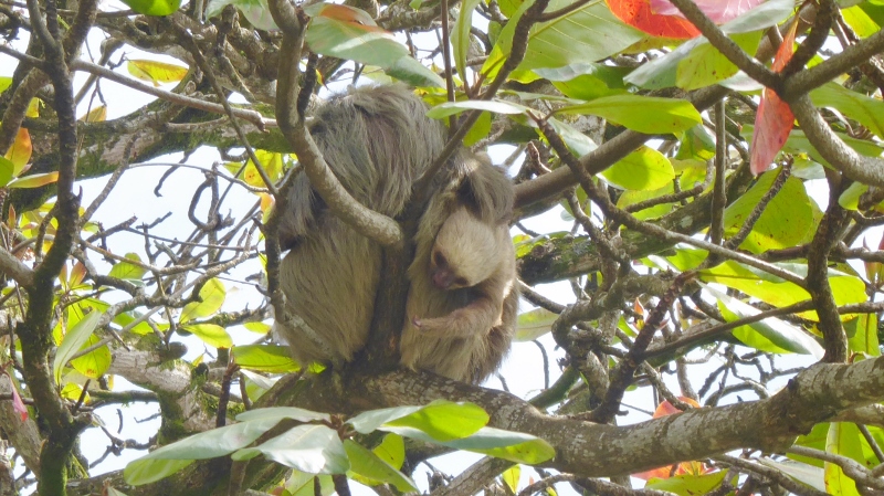 Mama and baby sloths in a tree at Vargas Park