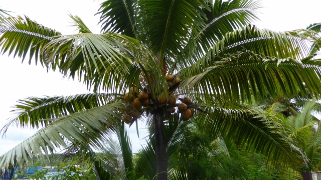 Coconuts