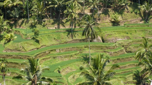 Terraced Rice Paddies outside Ubud