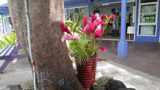 A simple arrangement of red ginger.