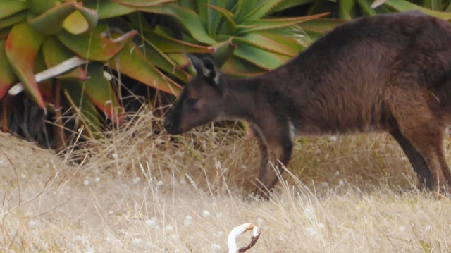 One final look at a Kangaroo.