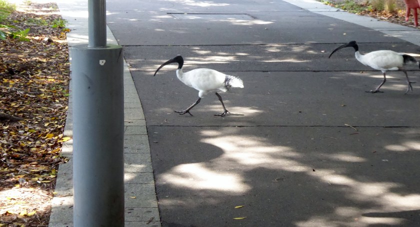 Ibis sharing the walkway.