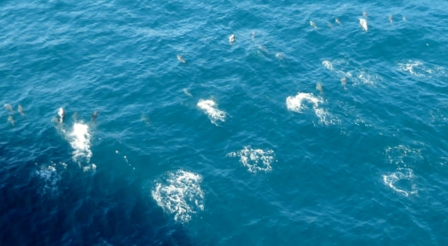 It's as if the dolphins are escorting us!