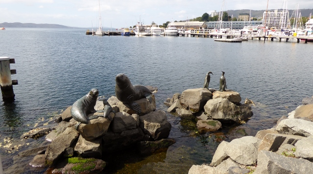 "Heading South" Seals and Penquins by Stephen Walker