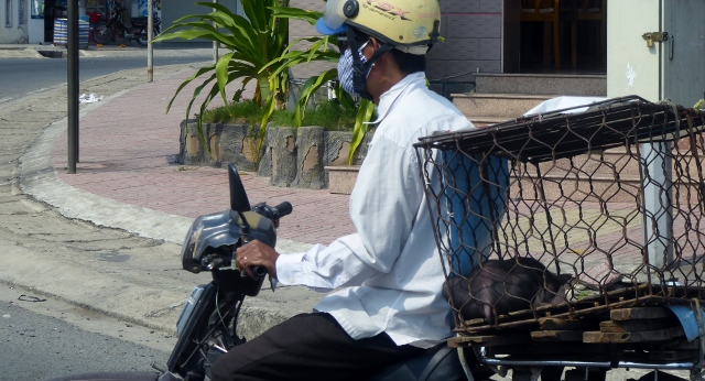 That's a little pig in the cage.