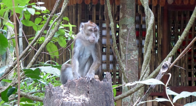 And we saw monkeys.