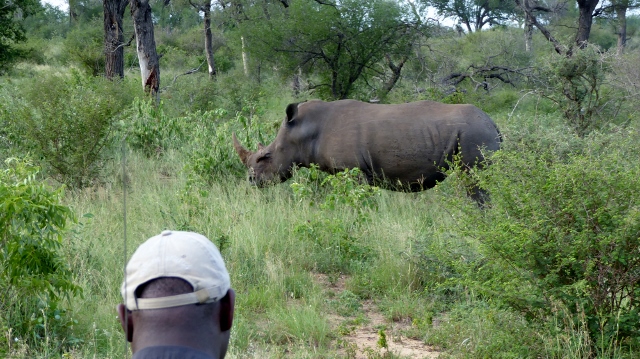 Coming upon a Black Rhino.
