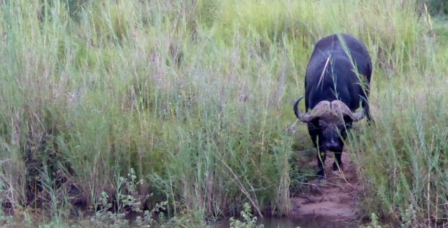 The Cape Buffalo looks like its hair has been styled into a center-part!