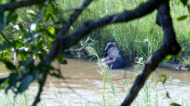 A Cape Buffalo seen in the Sabie River from the Lion Sands Narina Lodge!