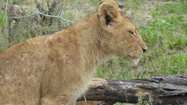 Stately female lioness.