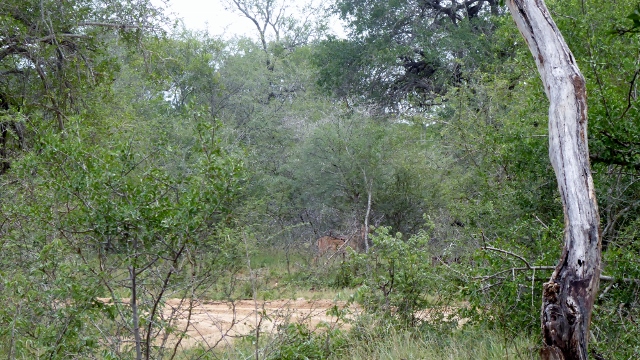 She determined we were not a threat and moved off.