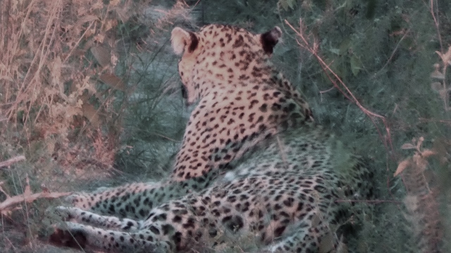 Leopard seen at night and photographed with the red spotlight.