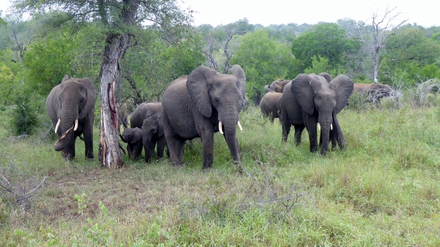 Coming across an elephant herd on the move.