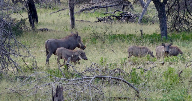 Common Warthogs