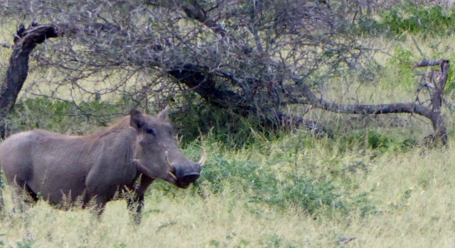 This is a face only a mama warthog could love!