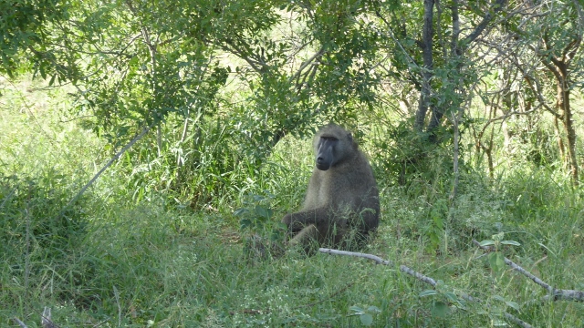 Baboon