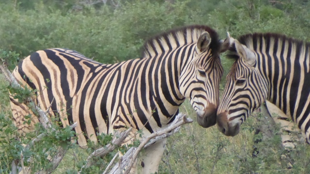 Zebras having a conversation????
