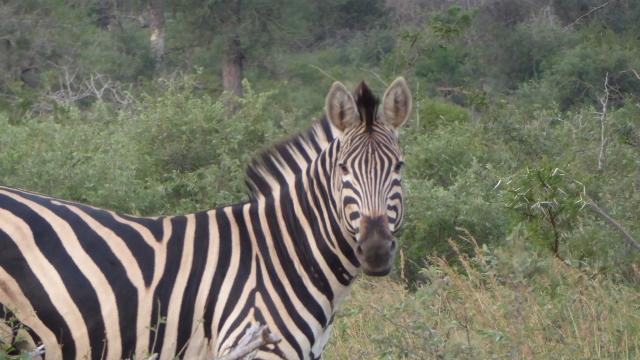 Zebras find us interesting to watch, also.