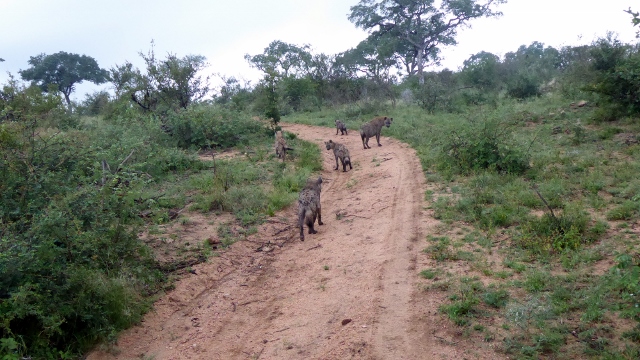 Spotted Hyenas just walking along the road.