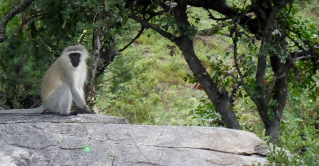 Vervet Monkey