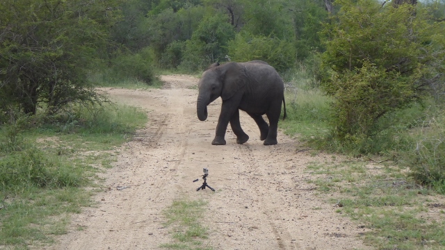 Elephant meets go pro.