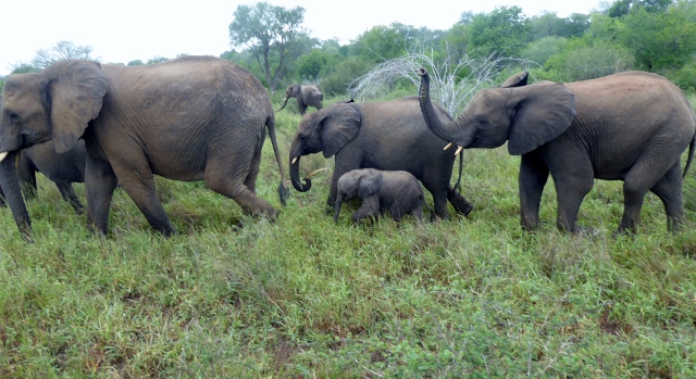 Unimpressed with the high-tech toy, the elephants continue on their prowl.