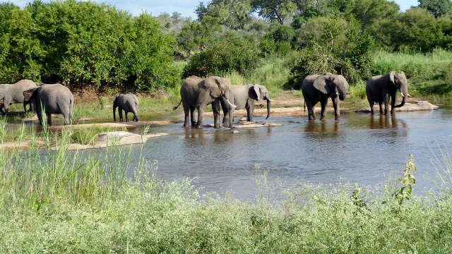 Later, we came upon elephants bathing in the Sabie River.