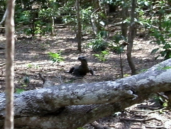 The baby Komodo Dragon is the only frisky one we have seen!