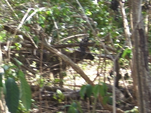 A Timor Deer on Komodo Island.  Dinner actually!