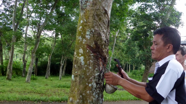 Rubber trees, like maple trees, are tapped.