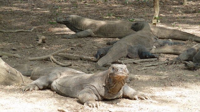 We immediately set out to view Komodo Dragons