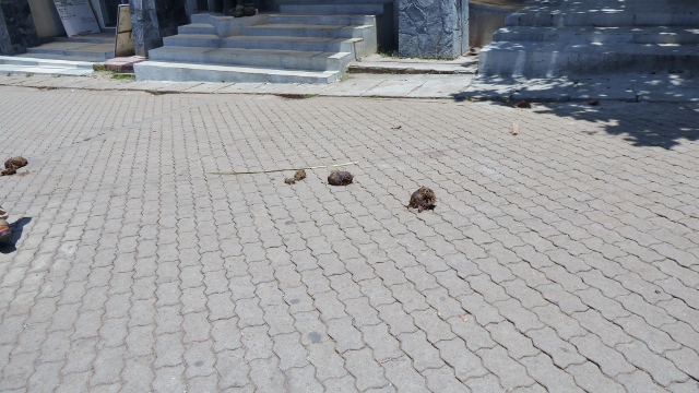The very first thing we notice is the elephant dung in the street.