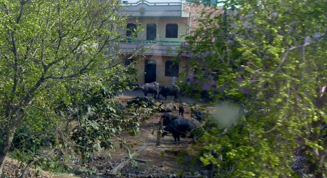 Some seem quite nice even if those sacred cows are roaming through backyards!