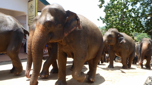 It's the Baby Elephant Walk!!!