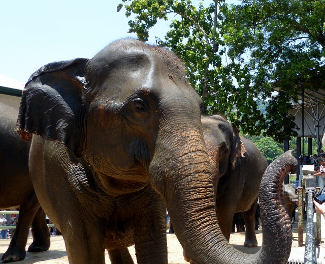 Looking for a handout!!  Bananas preferred.