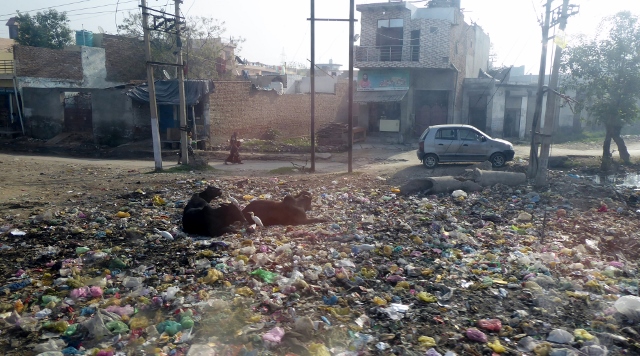 I wonder if they eat garbage?