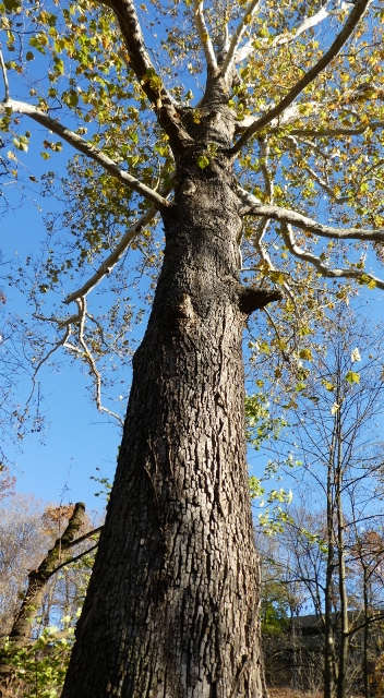 This sycamore tree has been dated to 1752, the year Easton was founded.