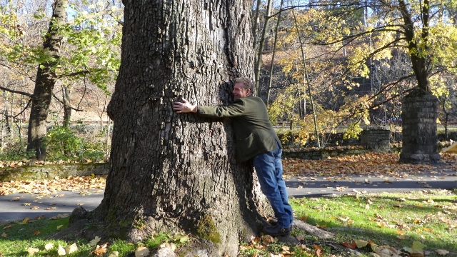 It is a very large tree!