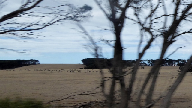 We also passed sheep in the fields.  Wool is a major export.