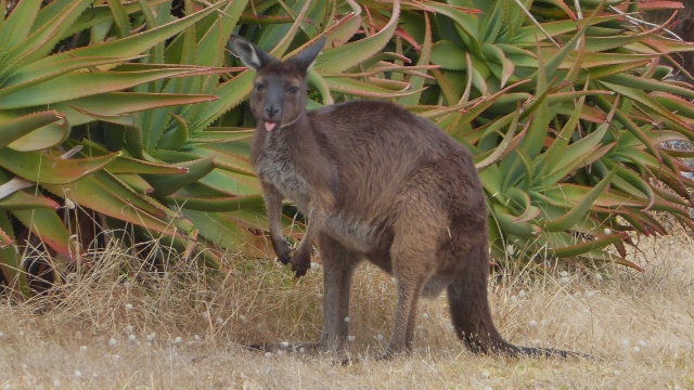 And he stuck his tongue out at us!!!!